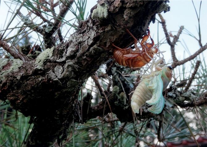「命の躍動」佐藤有弘（日光）