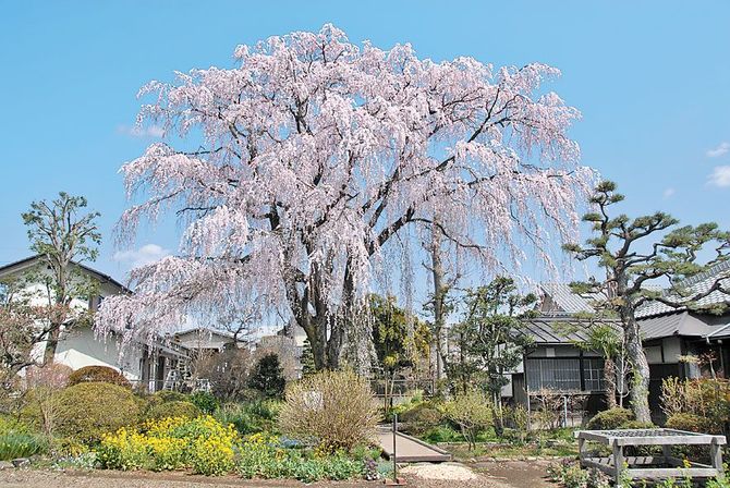 矢板武記念館のシダレザクラ。樹齢約190年