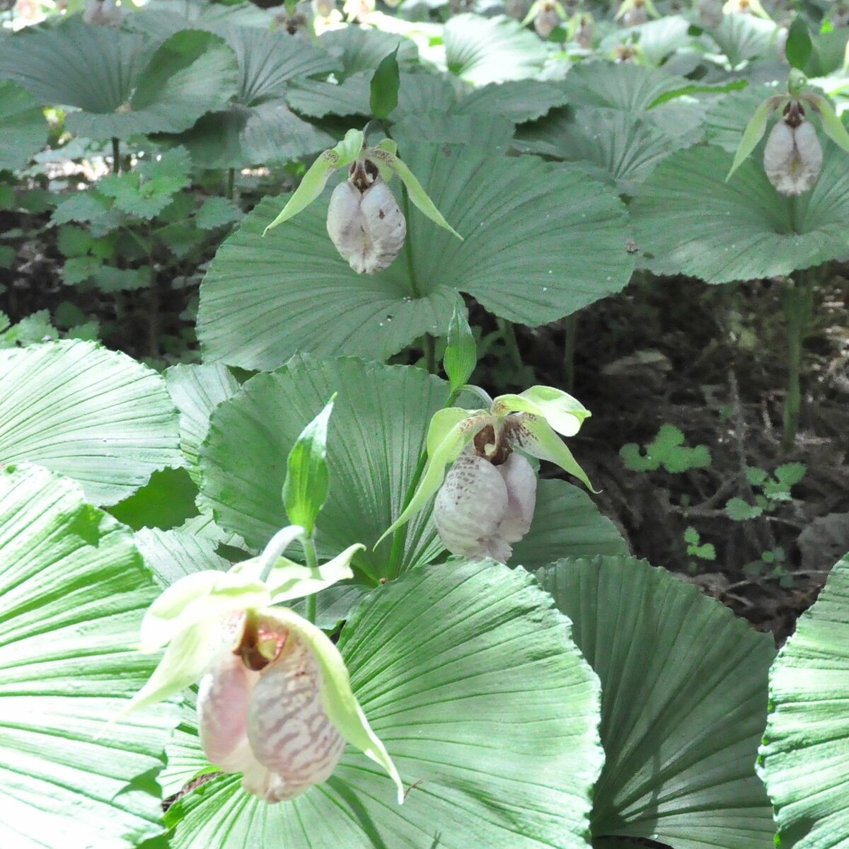 専用クマガイソウ クマガイソウ 清楚に癒やし 佐野・五丈の滝前植物園で見頃｜県内主要