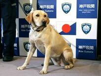 新入り麻薬探知犬、お手柄