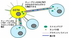 細胞同士がつながっちゃう？丈夫なトンネルナノチューブを作る新たなメカニ…
