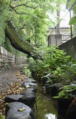【Ｔｏｋｙｏ　とことこ散歩】緑豊かなジブリの風景　小金井、物語感じる小路