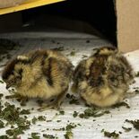 新たにライチョウ４羽ふ化　那須どうぶつ王国