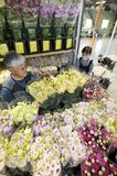 足利でトルコギキョウの出荷ピーク