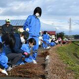 来年もきれいに咲いてね　大田原・みそはぎロードで刈り取り作業　金田北中生と地域住民ら