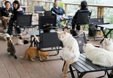 中国でペットの飼育放棄、深刻化