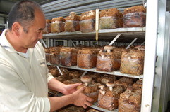 全国３位の生産量「生シイタケ」　菌床栽培で質、量とも安定