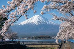 延長決定！富士山と桜の競演「第15回 富士・河口湖さくら祭り」開催中。ライトアップ、クラフト市も充実！