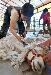りんどう湖でアルパカ毛刈り
