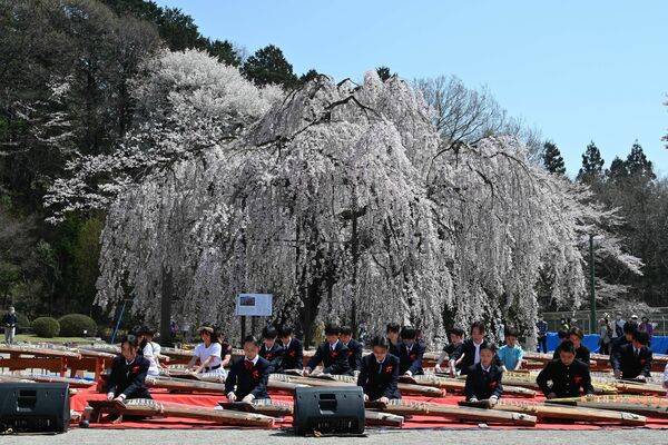 孝子桜の前で琴を演奏する６年生と卒業生