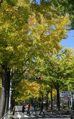 青空の下、見頃を迎えたイチョウ