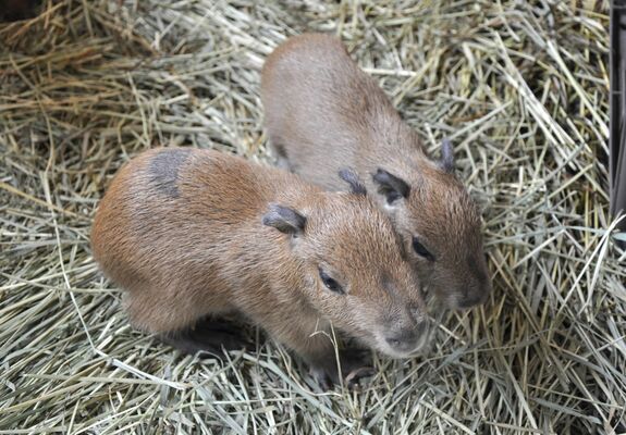 おさるランドで初めて生まれた２頭のカピバラ