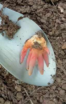 公園内で見つかったカエンタケ（みかも山公園管理事務所提供）