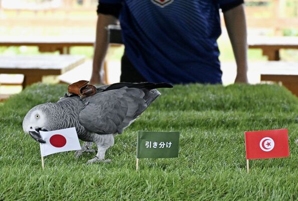日本国旗をくわえるオリビア=11日午後、那須町