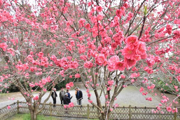 見頃を迎えたハナモモ