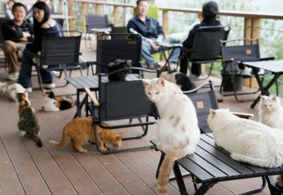 　保護猫が主役の「テーマパーク」で過ごす猫たち＝３月、中国重慶市（共同）