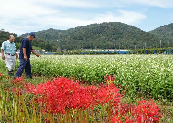 見頃を迎えたソバの花とヒガンバナ