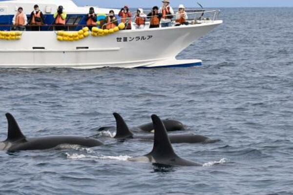 北海道・知床の沖合で、観光船の前に現れたシャチの群れ=22日午後