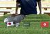 日本国旗をくわえるオリビア=11日午後、那須町