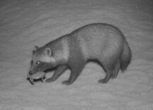 タヌキからウミガメ守れ
