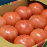 ３年で産出額1.3倍目指す　栃木県産トマト、ニラ、アスパラガス　「園芸…