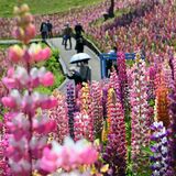 ルピナス３万本見頃　モザイク画のような鮮やかな景観　鹿沼の花木センター【動画】