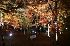 里山の夜紅葉鮮やかに