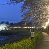 下野・姿川アメニティパークで桜並木ライトアップ　見上げれば夜桜、足元には菜の花