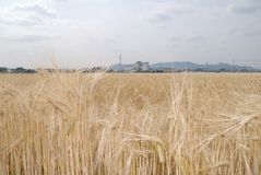 国産ビール麦　支える栃木　100年の歴史　全国に誇る技