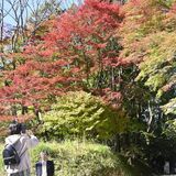 朝日で照らされ紅葉真っ赤に　那珂川・鷲子山上神社でヤマモミジ見頃