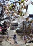 ＜５＞変わる季節感　早まる開花、長引く夏