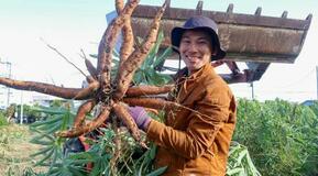 ３０代男性、営業職からキャッサバ農家に