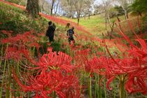 茂木でヒガンバナ見頃