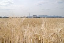 国産ビール麦　支える栃木　100年の歴史　全国に誇る技