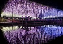 あしかがフラワーパークでイルミネーション開幕