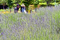 「みかもハーブ園」のラベンダー