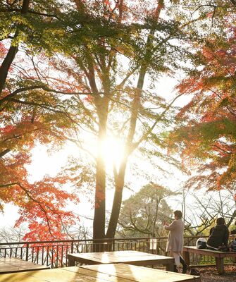 見頃を迎えている謙信平の木々