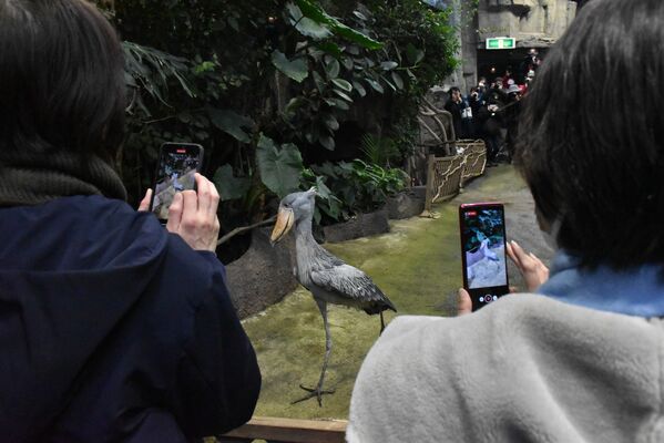 ファンに見守られながら獣舎に戻るカシシ