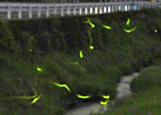 大木須地区で飛び交うホタルの光跡（30秒間露光）