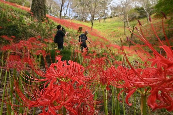 城跡の斜面を鮮やかに彩るヒガンバナ＝26日午前10時55分、茂木町小井戸