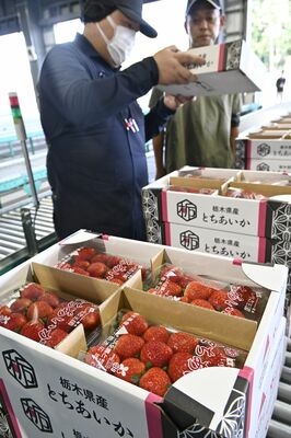 ２０２５年産の初出荷を迎えたイチゴ「とちあいか」＝11日午後、真岡市
