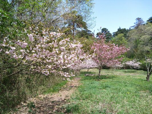 市民がオーナーとなって整備された敦賀さくらの里。手入れされていない桜の木も多く、園内を散策する市民は見られない＝４月16日、福井県敦賀市沓見