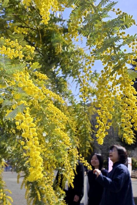 黄色いかれんな花を房状に咲かせるミモザ＝７日午前11時15分、佐野市黒袴町