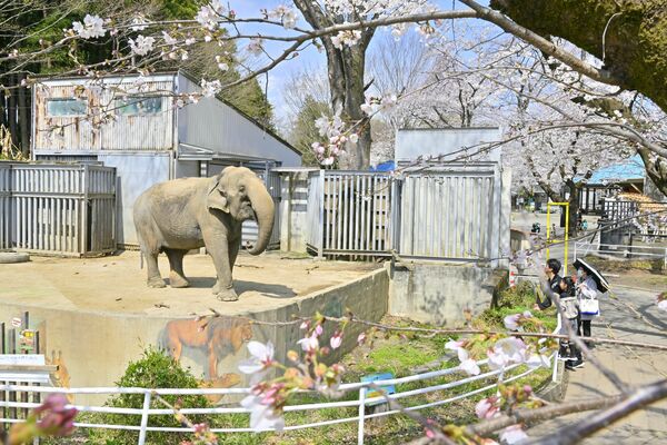 宇都宮動物園の桜とゾウ＝７日午前