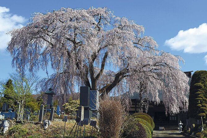 現在の開花状況とは異なります