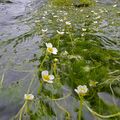 清流の水面彩る白い花　宇都宮でバイカモ見頃