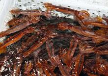 スルメイカの年間漁獲枠を拡大