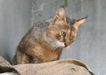 ジャングルキャット死ぬ