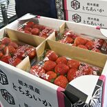 イチゴ産出額、栃木県が29年連続日本一へ　とちあいかの生産拡大が影響