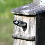 シジュウカラが営巣、過去最多９羽のひな　茂木の滝田さん方　新緑の里山へ…